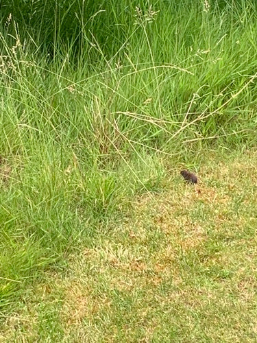 Aarde muis — foto 3 van 50