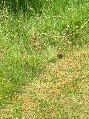 Aarde muis — foto 2 van 50