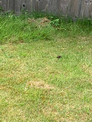 Aarde muis — foto 1 van 50