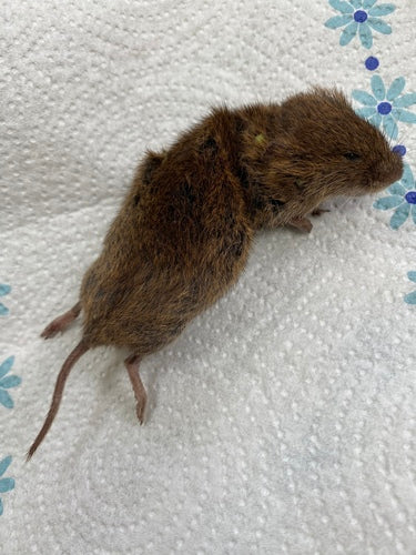 Aarde muis — foto 5 van 50