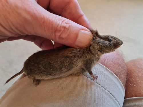 Aarde muis — foto 4 van 50