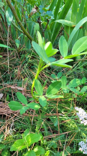 pinda — Bild 3
