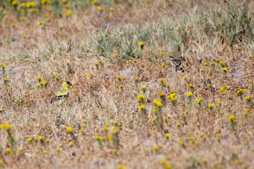 Sijs — Bild 5
