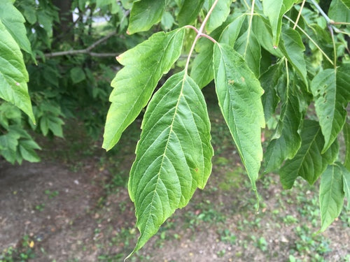 Esdoorn — Bild 3
