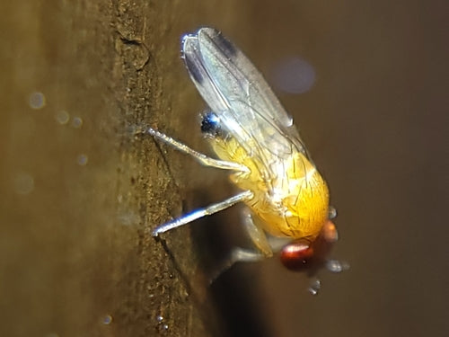Azijn of fruitvlieg — Bild 2