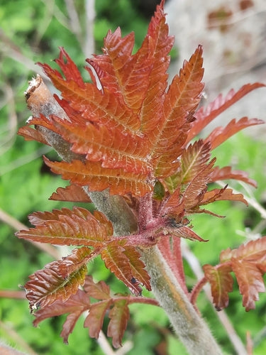 Azijn boom — Bild 1