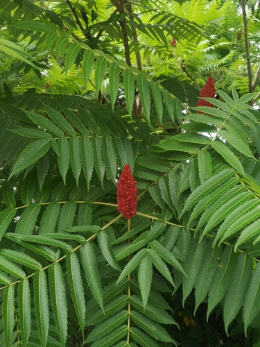 Azijn boom — Bild 3