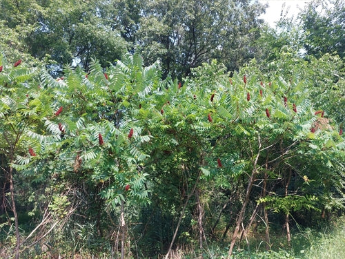 Azijn boom — Bild 5