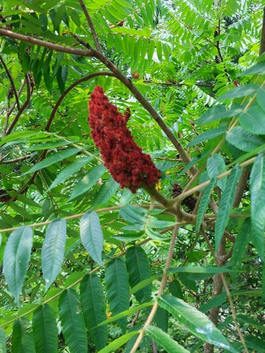 Azijn boom — Bild 4