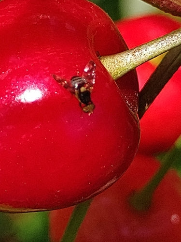 Europese kersenfruitvlieg — Bild 5