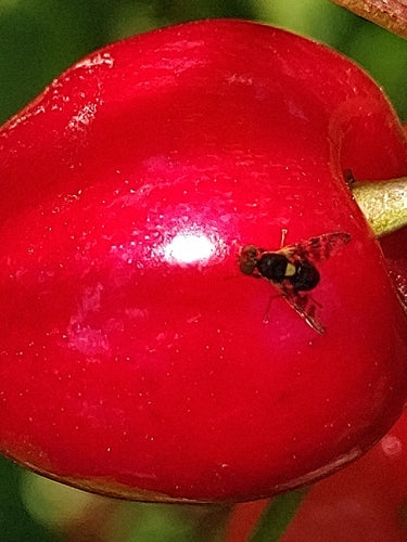 Europese kersenfruitvlieg — Bild 4