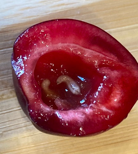 Europese kersenfruitvlieg — Bild 1