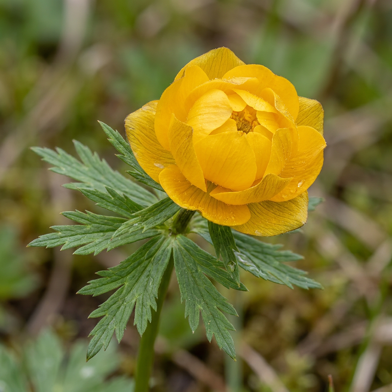 Europese bolbloem