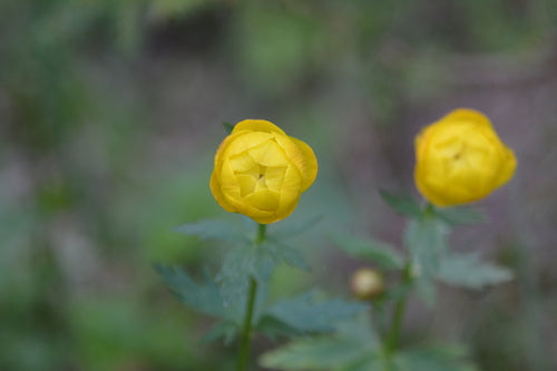 Europese bolbloem — foto 3 van 9