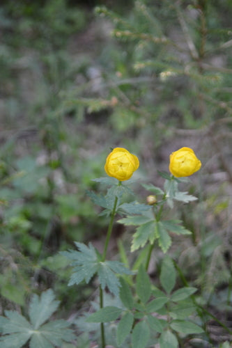 Europese bolbloem — foto 4 van 9