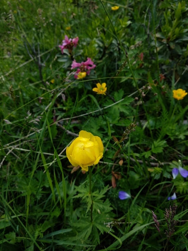 Europese bolbloem — foto 5 van 9