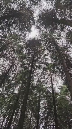 Fijnspar