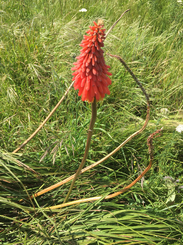 Fakkel lelie — Bild 3