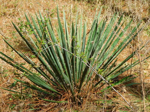 Vezelige palmlelie — Bild 5