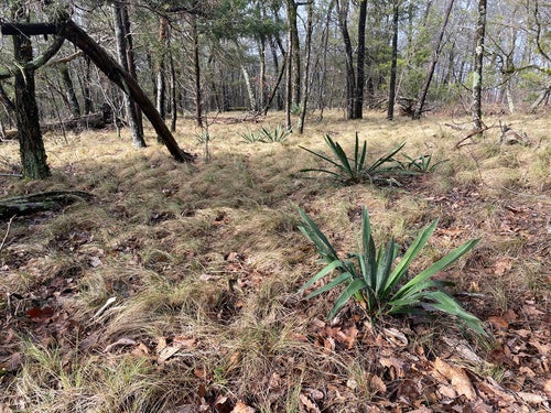 Vezelige palmlelie — Bild 4