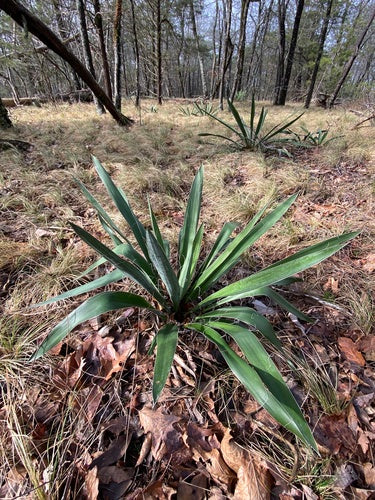 Vezelige palmlelie — Bild 3