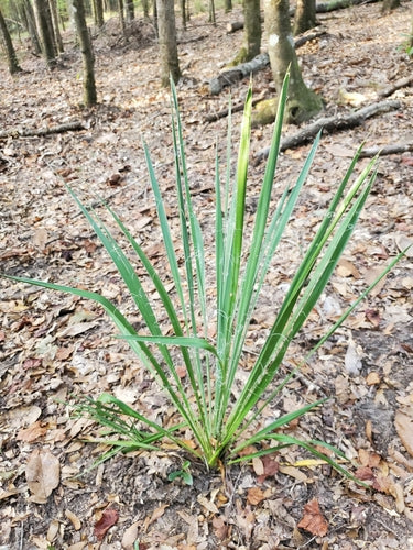 Vezelige palmlelie — Bild 2