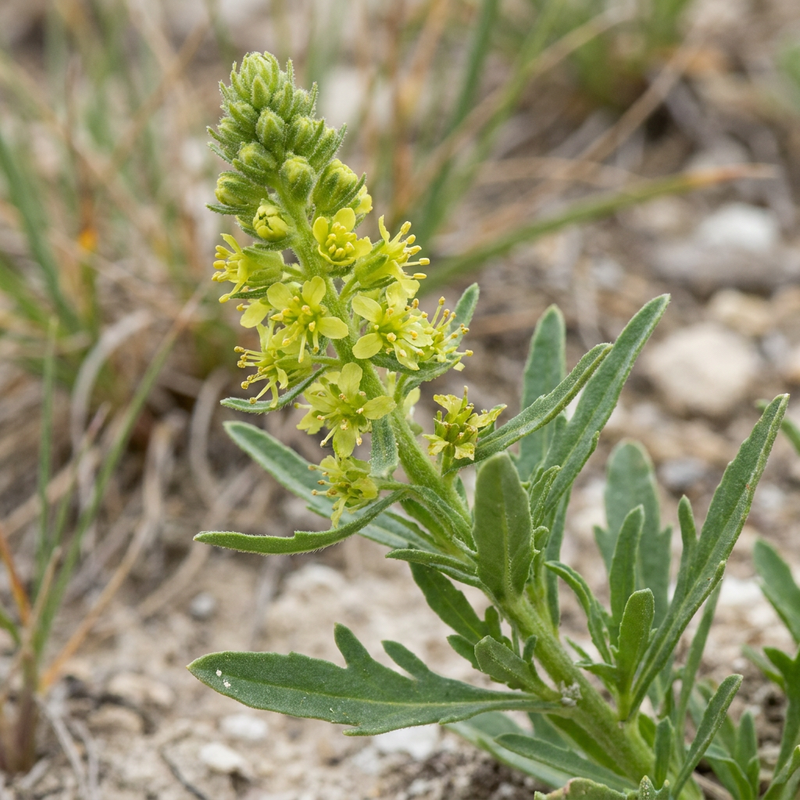Dyer mignonette