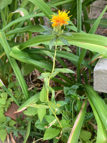 Saffloer — Bild 1