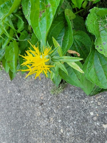 Saffloer — Bild 5