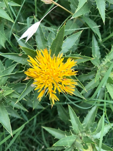 Saffloer — Bild 4