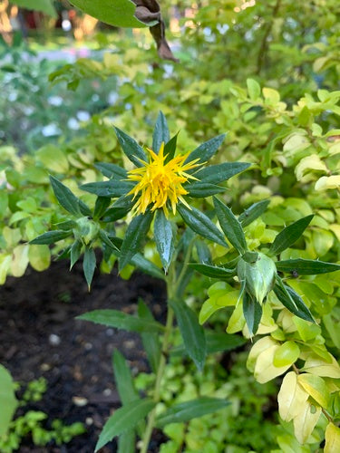 Saffloer — foto 1 van 38