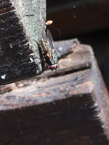 Valse stabiele vlieg — Bild 4