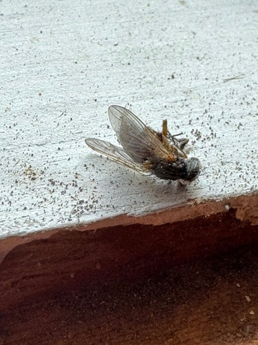 Valse stabiele vlieg — foto 2 van 20