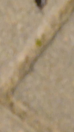 Muur isopod profiel