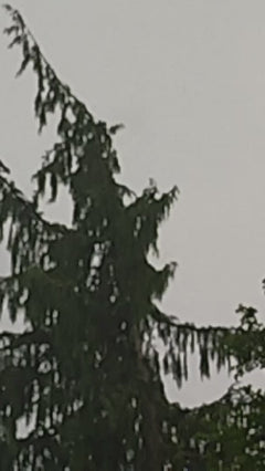 Fijnspar – Münchenstein, Bazel-Landschaft