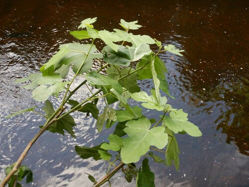 Vijgen — Bild 4