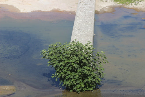 Vijgen — Bild 1