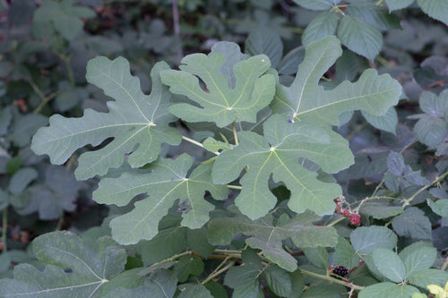 Vijgeboom — Bild 5