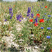 Feld-Rittersporn (Consolida regalis) in Blüte im naturnahen Garten (KI-generiert)