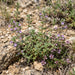 Feld-Steinquendel (Acinos arvensis) in Blüte im naturnahen Garten (KI-generiert)