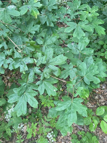 Veldesdoorn — Bild 4