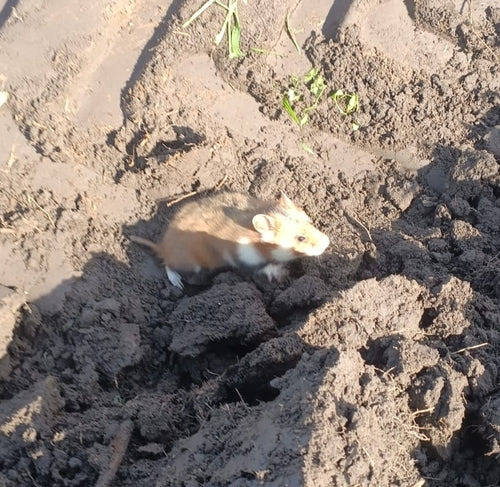 Europese hamster — Bild 2
