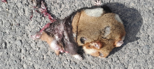 Europese hamster — Bild 5