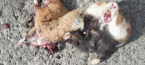 Europese hamster — Bild 4