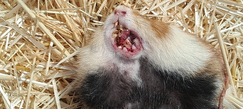 Europese hamster — Bild 3