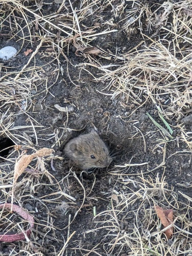 Veldmuis — Bild 5