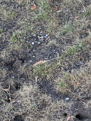 Veldmuis — Bild 3
