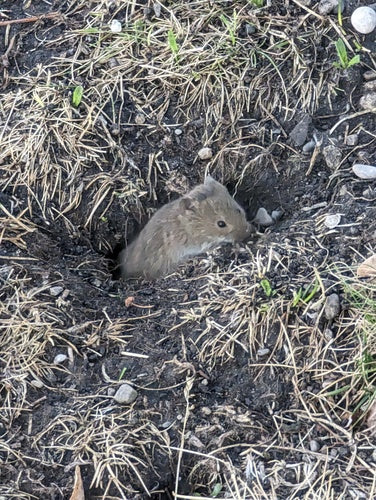 Veldmuis — Bild 2