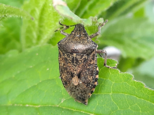Veldbug — Bild 4