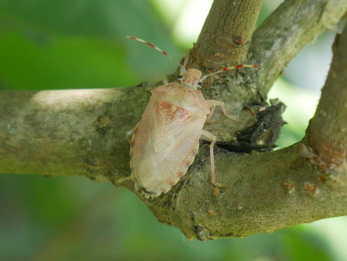 Veldbug — Bild 3